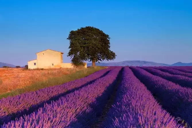 Provence Lavender Fields Tour from Aix-en-Provence