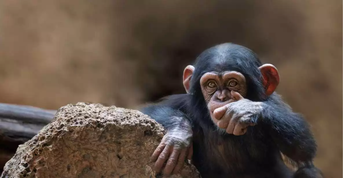 Queen Elizabeth National Park 2-Day Chimpanzee Trekking Tour | GetYourGuide