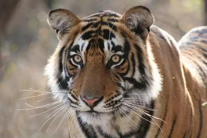 Ranthambhore Tiger Safari Day Tour from Jaipur