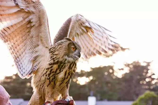 Experience Raptors and Falconry