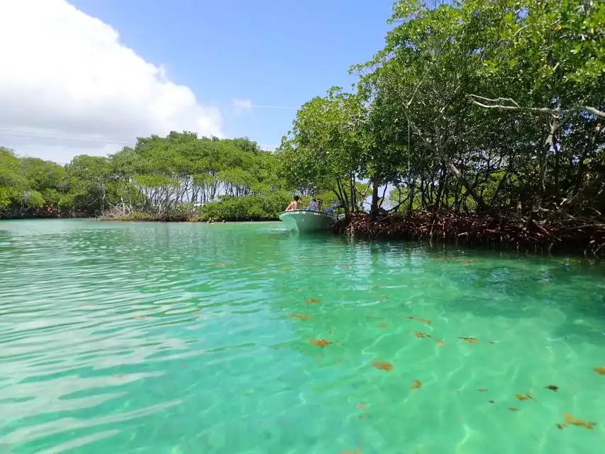 Roatan: Mangrove Tunnel Tour with Snorkeling | GetYourGuide