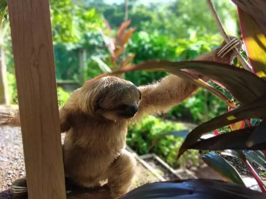 Roatán: Private Monkey and Sloth Sanctuary Tour | GetYourGuide