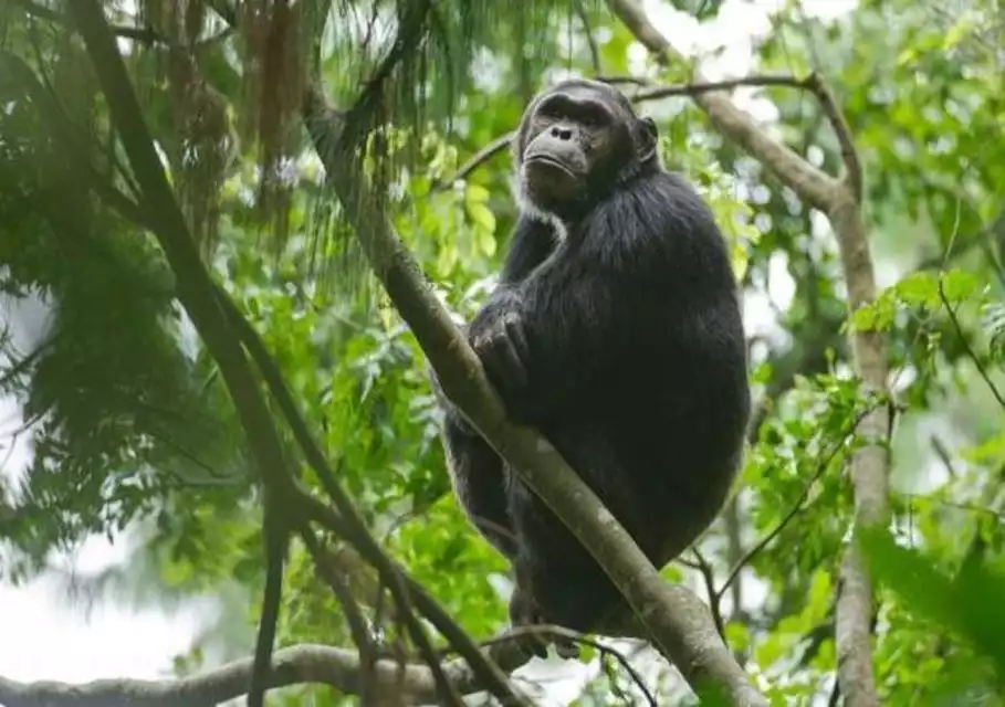 Rwanda: 5-Day Gorilla and Chimpanzee Trekking Tour | GetYourGuide