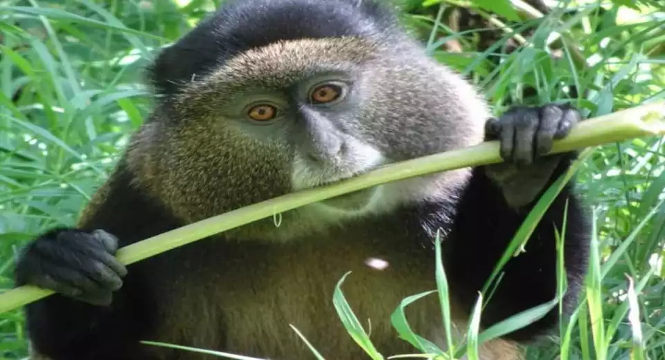 Rwanda: 6-Day Gorilla and Golden Monkey Tracking, Big 5 Tour | GetYourGuide