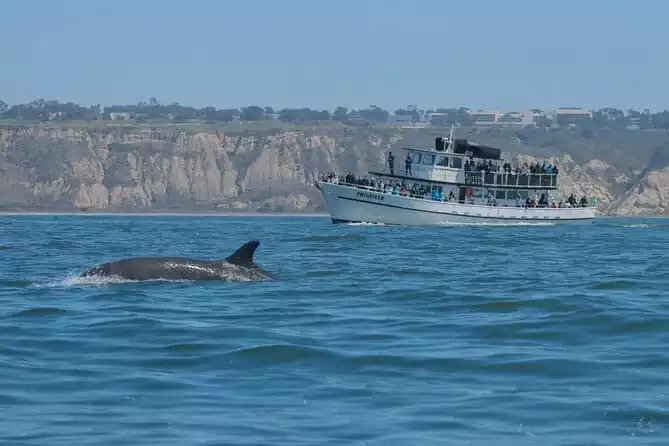 San Diego Whale Watching Tour