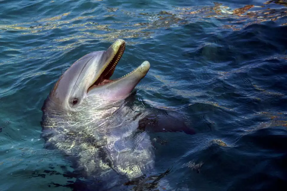 Savannah: Tybee Island Dolphin Cruise Tour | GetYourGuide