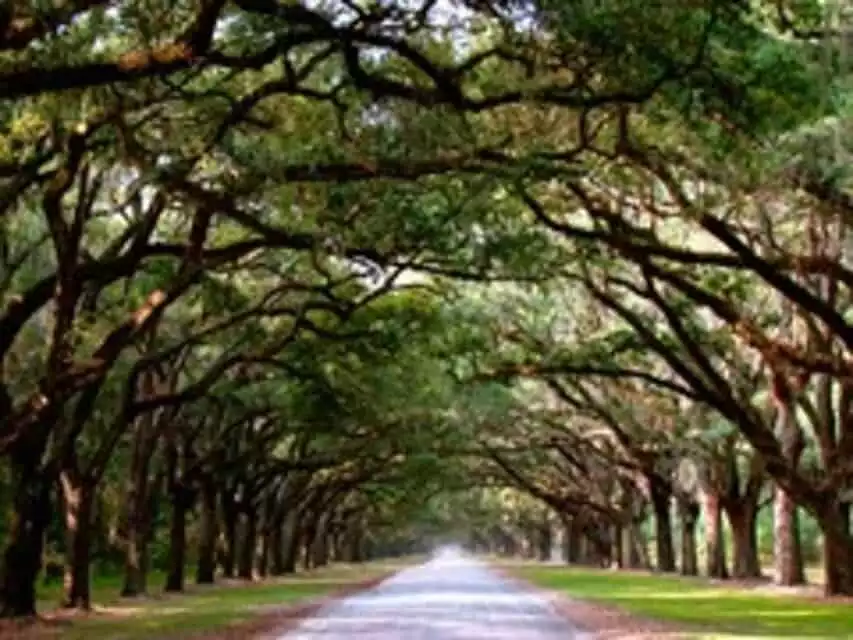 Savannah: Wormsloe Plantation and Bonaventure Cemetery Tour | GetYourGuide
