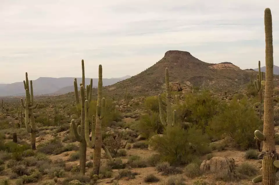 Scottsdale: Half-Day Sonoran Desert Hiking Tour | GetYourGuide