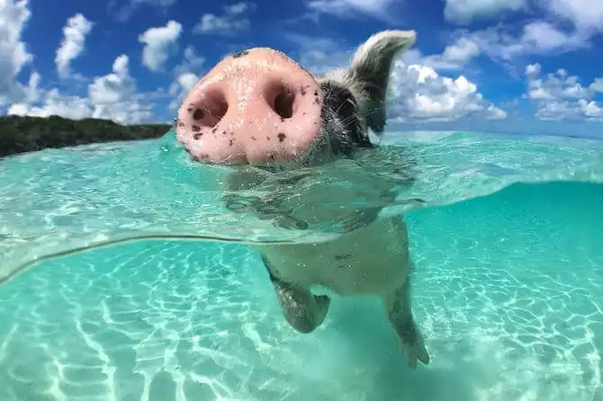 Full-Day Small-Group Tour to Pig Beach in the Bahamas by Powerboat