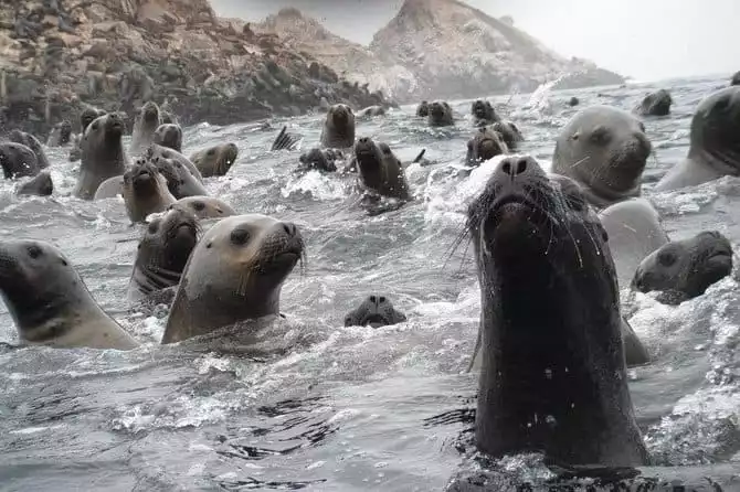 Visit the Sea Lions in Palomino Islands, in Lima Peru