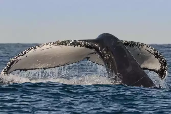 Sydney Whale-Watching Cruise Including Lunch or Breakfast 2022