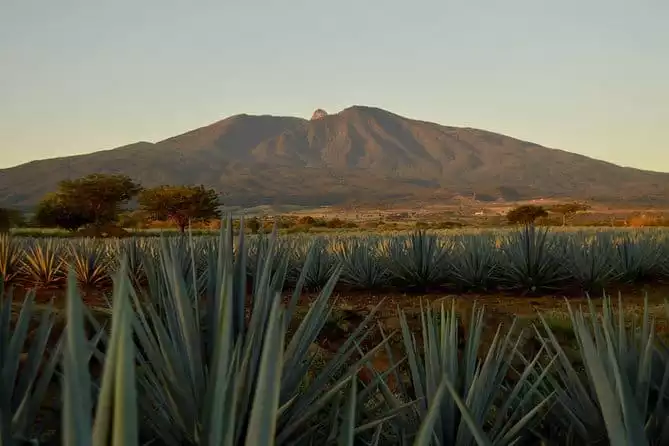Full-Day Tequila Tour from Guadalajara