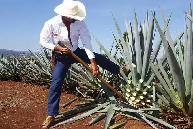 Tequila distillery experience, Jose Cuervo & Tequila Magic Town