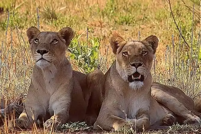 The Wild Lion Safari Experience