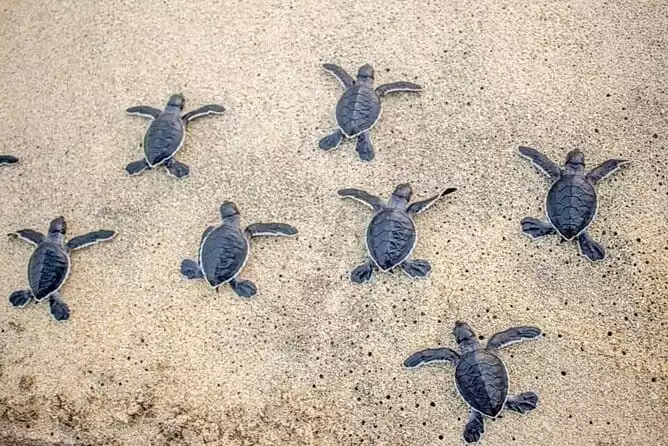 Turtle Release viewing in Ixtapa Zihuatanejo