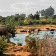 Udawalawa National Park: Private Safari | GetYourGuide