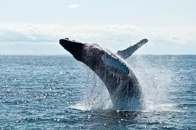Whale Watching Cruise on a Superyacht in Reykjavik