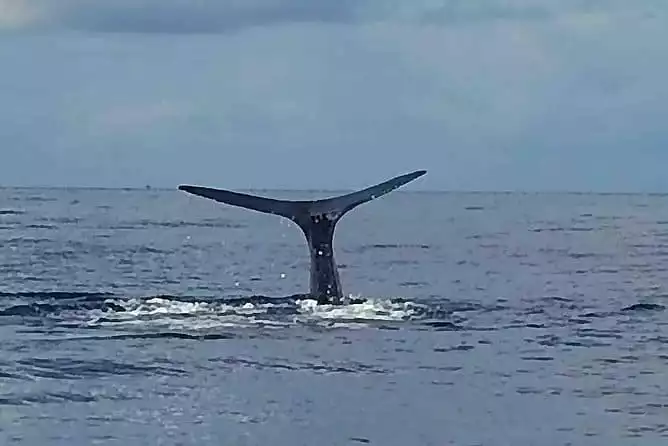 PH Whale Watch & Dolphin Cruise in Dominica