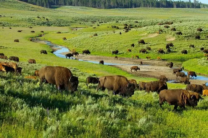 Yellowstone National Park Tour from Jackson Hole