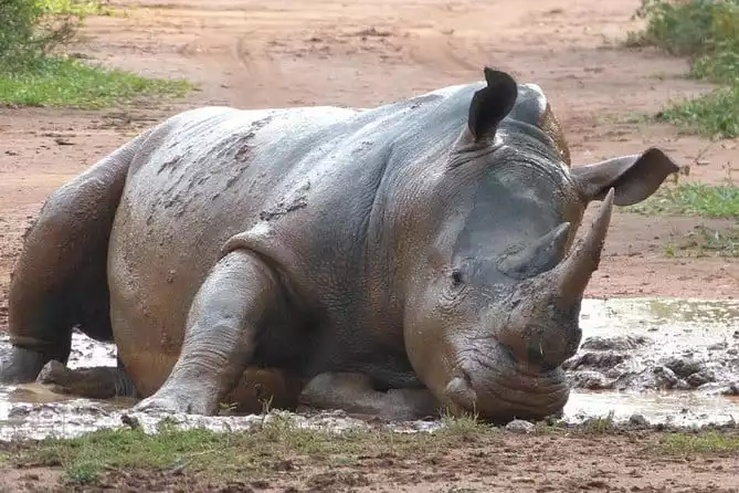 Zziwa Rhino Sanctuary Safari