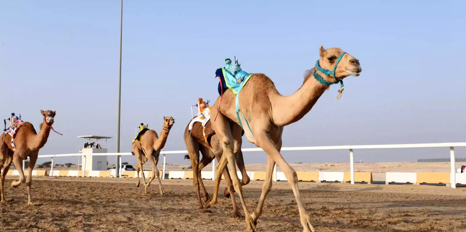 Al-Shahaniya: Sheikh Faisal Museum & Camel Track Tour | GetYourGuide