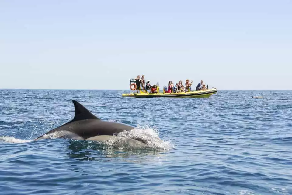 Albufeira: Benagil Caves & Dolphin Watching Speed Boat Tour | GetYourGuide