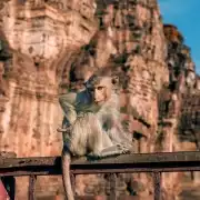 Ayutthaya & Lopburi Monkey Temple Private Day Trip | GetYourGuide