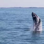 Cape May: Jersey Shore Whale and Dolphin Watching Cruise | GetYourGuide