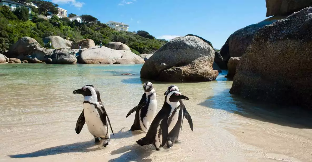 From Cape Town: Cape Point and Boulders Beach Full-Day Tour | GetYourGuide