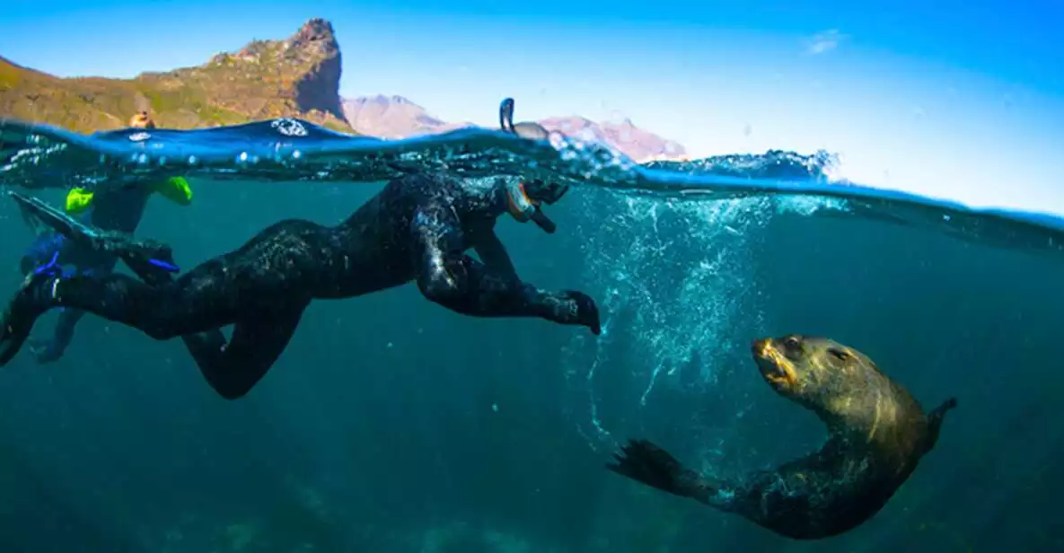 Cape Town V&A Waterfront Seal Snorkeling Experience | GetYourGuide