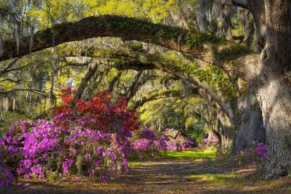 Charleston: Magnolia Plantation & Historic City Tour | GetYourGuide