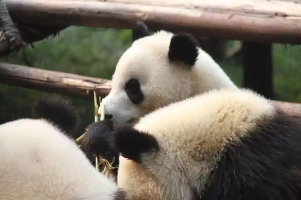 Chengdu Panda Research Base Tickets and Private Tour | GetYourGuide