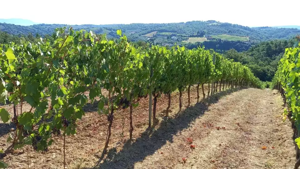 Chianti Colli Fiorentini Winery Tour 18km from Florence | GetYourGuide