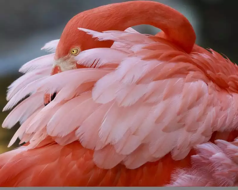 Fort Lauderdale: Flamingo Gardens Entry Ticket | GetYourGuide