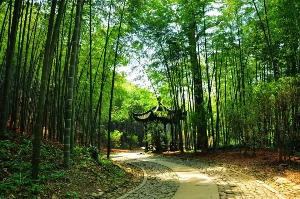 Private tour of serenity and beauty of nature in Hangzhou | GetYourGuide