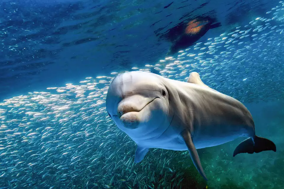 Lahaina, Maui: Lana'i Snorkeling and Dolphin Encounter | GetYourGuide