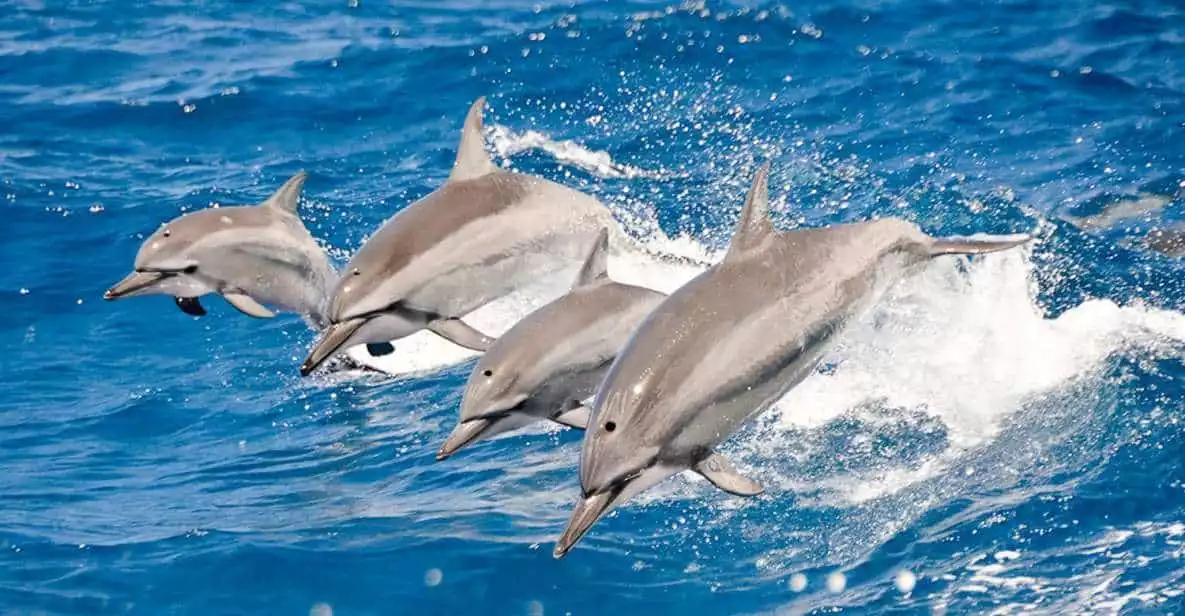 Oahu: 3-Hour Dolphin Watching & Snorkel Excursion in Waianae | GetYourGuide