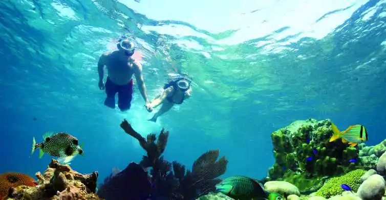 Key West Double Dip: 2-Stop Reef Snorkeling Trip | GetYourGuide