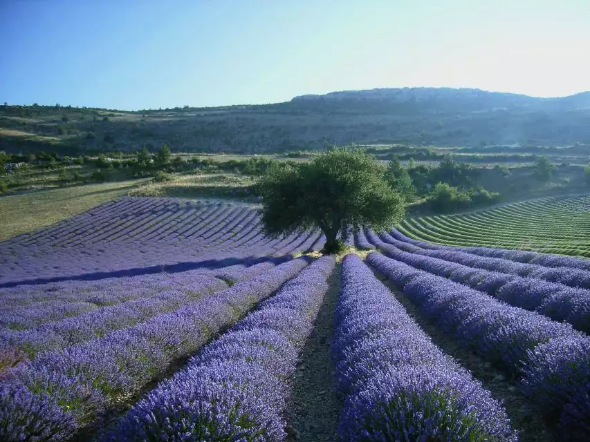 From Aix-en-Provence: Full-Day Lavender Tour to Valensole | GetYourGuide