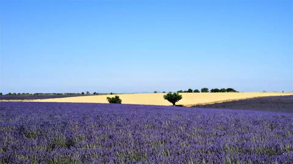 From Aix-en-Provence: Half-Day Lavender Morning Tour | GetYourGuide