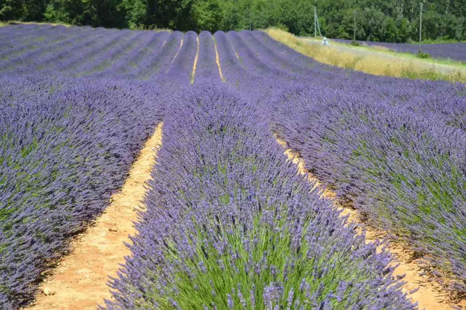 From Aix-en-Provence: Half Day Afternoon Lavender Tour | GetYourGuide