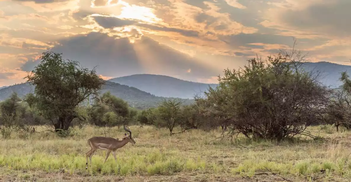 From Johannesburg: Pilanesberg National Park Safari | GetYourGuide