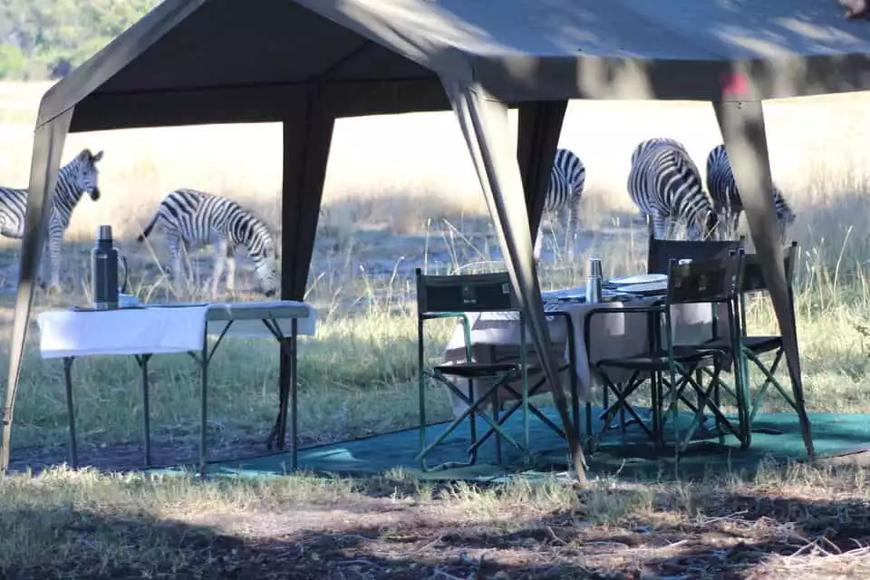 From Maun: Moremi Game Reserve Tour | GetYourGuide