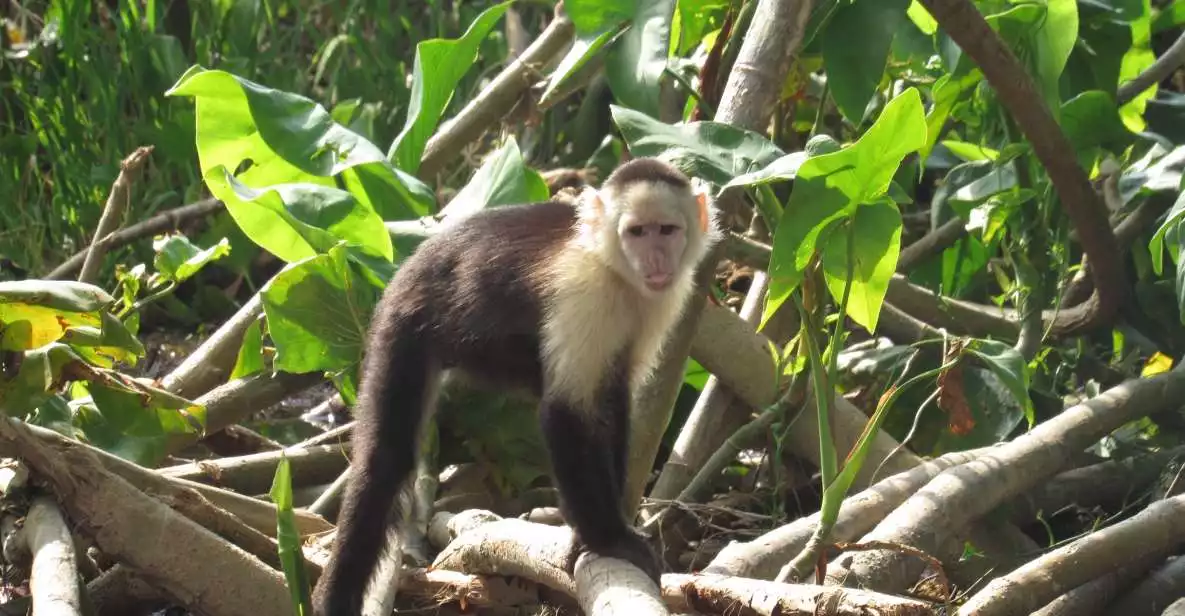 From Panama City: Gatun Lake and Monkey Island Tour | GetYourGuide