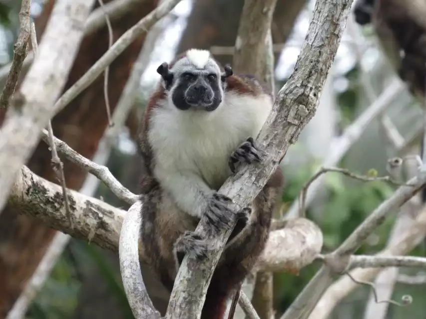 From Panama City: Monkey Island and Sloth Sanctuary Tour | GetYourGuide
