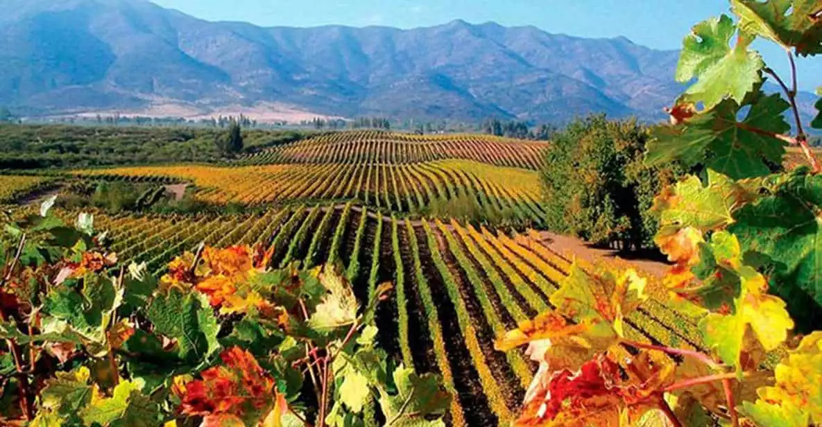 From Santiago: Casablanca Valley Private Wine Tour | GetYourGuide