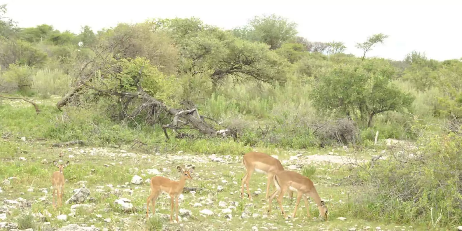 From Windhoek: 3-Day Etosha with Lodge Accommodation | GetYourGuide