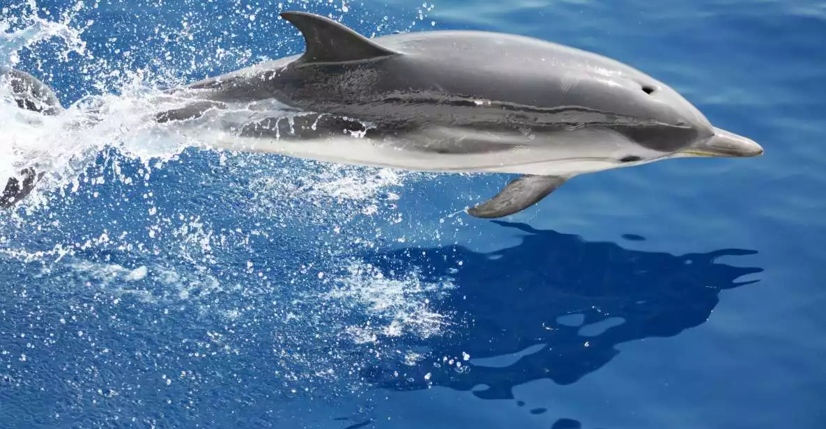 Genoa: Guided Cetacean Watching Excursion | GetYourGuide