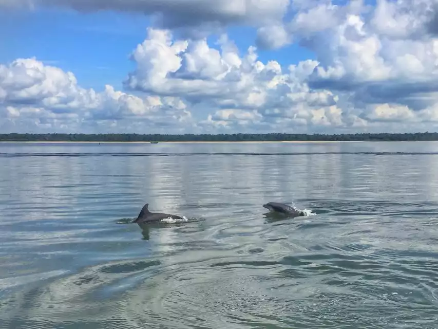 Hilton Head Island: Guided Dolphin Tour | GetYourGuide