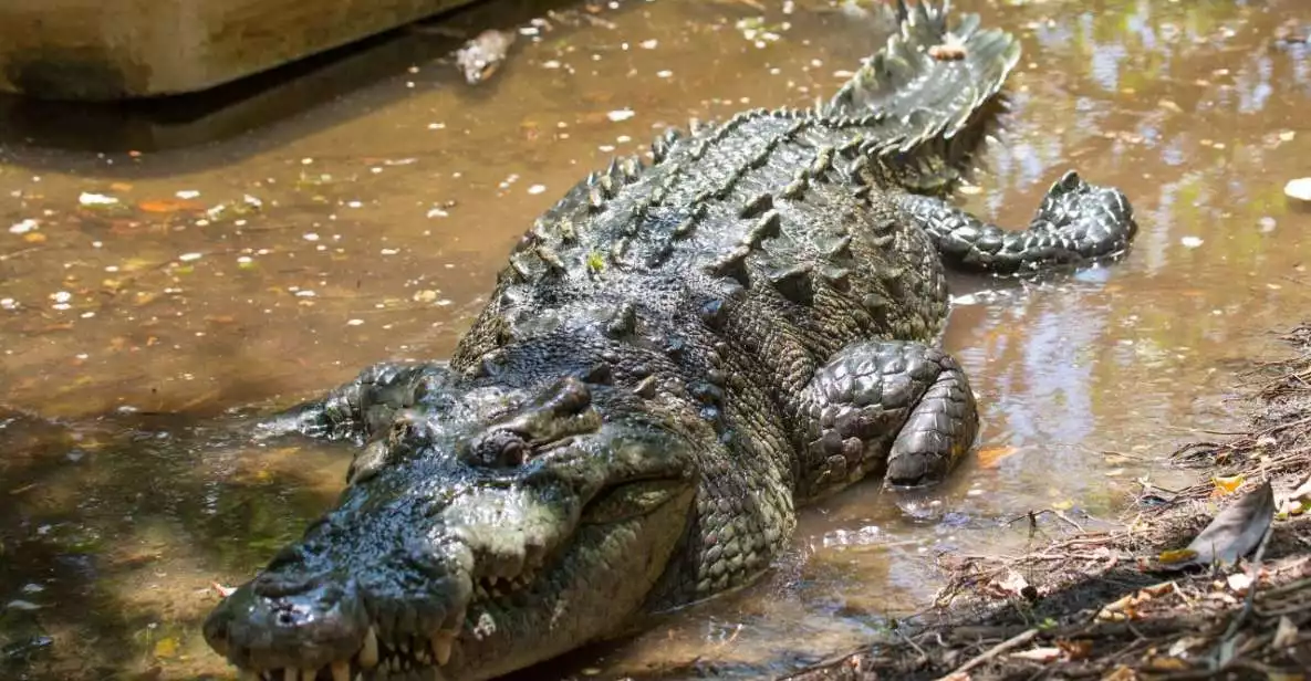 Huatulco: Crocodile & Turtle Ecotour | GetYourGuide